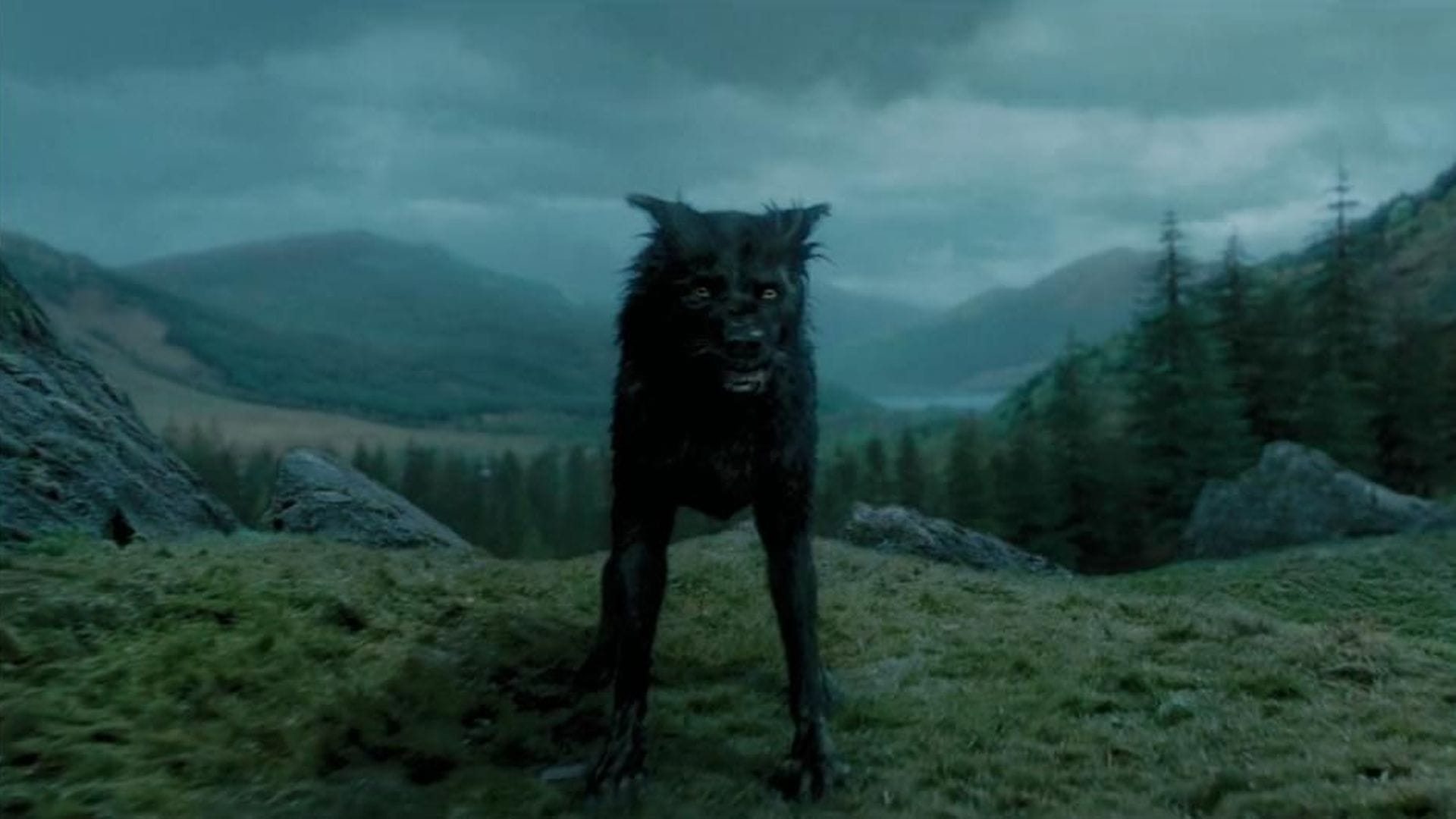 What is Your Harry Potter Animagus? Quiz